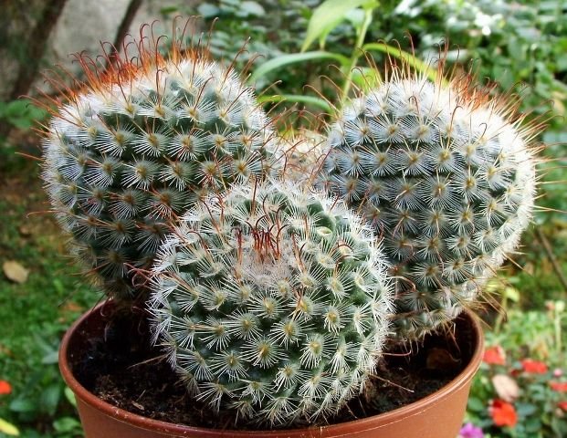 Mammillaria_ bombycina _a4